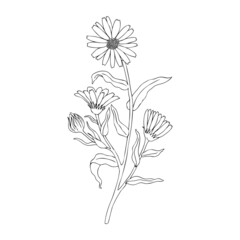 Calendula flower isolated on white background, botanical hand drawn doodle sketch marigold, vector illustration for design package tea, cosmetic, natural medicine, greeting card, wedding invitation - obrazy, fototapety, plakaty