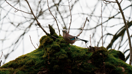 Ein Häher auf der Astgabelung 