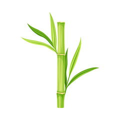Fototapeta na wymiar Bamboo as Evergreen Perennial Flowering Plant with Hollow Stem and Green Leaf Vector Illustration