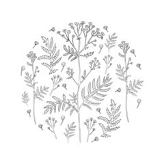 Round frame Tansy flower or Tanacetum vulgare vector illustration isolated on white backdrop, ink sketch, decorative herbal doodle background, line art for design medicine, greeting card, cosmetic
