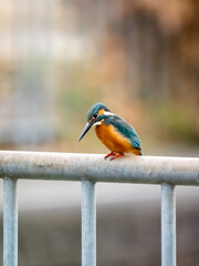 柵にとまる冬のカワセミ