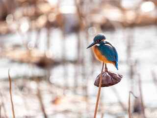 冬のカワセミとハスの花托