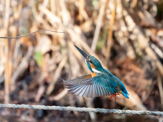冬のカワセミの飛翔