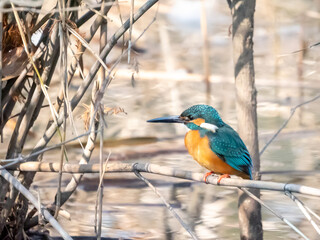 枝にとまる冬のカワセミ