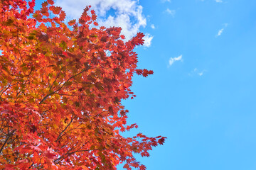 青空とカエデの紅葉