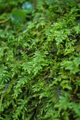 貴重な天然のオオトラノオコゲ