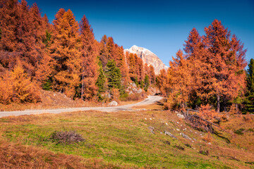 Red larch trees in Dolomite Alps. Colorful autumn scene mountain forest. Amazinf landscape of Giau pass, Italy, Europe. Beauty of nature concept background..