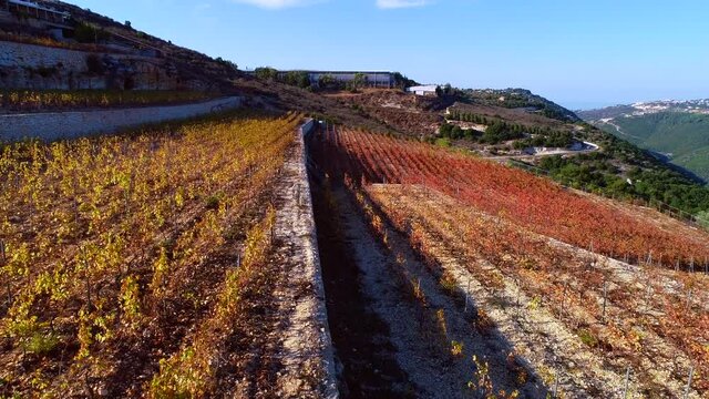 Aerial view of the vineyard in autumn season. Clear sky