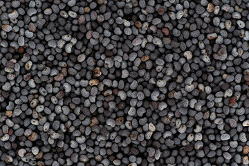 Black or blue poppy seeds under microscope, image width 23mm