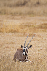 Young Gemsbok or oryx grazing in the Kalahari desert, South Africa