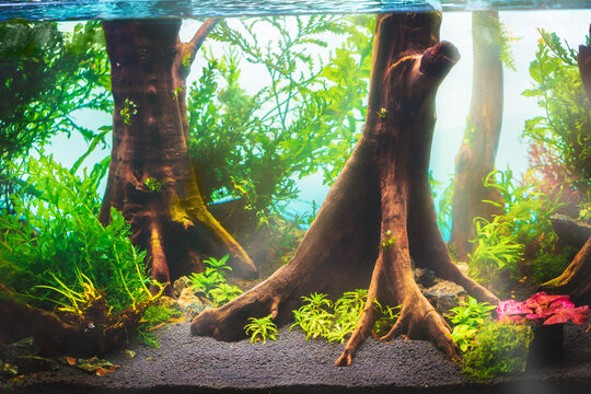 Close up image of aqua scape with a variety of aquatic plants inside.