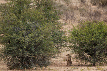 Cheetah hunting in the dry riverbeds of the Kgalagadi Transfrontier Park, South Africa