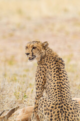 Cheetah hunting in the dry riverbeds of the Kgalagadi Transfrontier Park, South Africa