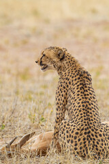Cheetah hunting in the dry riverbeds of the Kgalagadi Transfrontier Park, South Africa