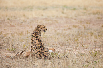Cheetah hunting in the dry riverbeds of the Kgalagadi Transfrontier Park, South Africa