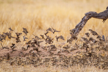 Red-billed quelea flock flying back and forth between trees and the waterhole in the Kalahari, South Africa