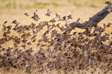 Red-billed quelea flock flying back and forth between trees and the waterhole in the Kalahari, South Africa