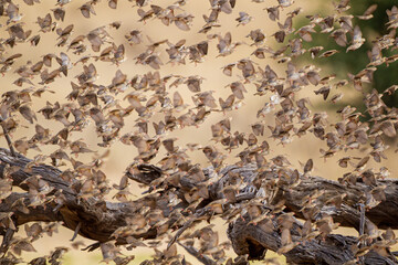 Red-billed quelea flock flying back and forth between trees and the waterhole in the Kalahari, South Africa