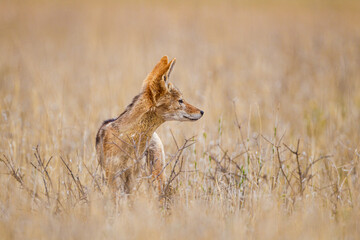Black-backed Jackal waiting for lions to finish drinking at a water hole in the Kgalagadi Transfrontier Park, South Africa