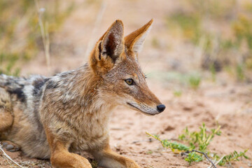 Naklejka na ściany i meble Black-backed Jackal waiting for lions to finish drinking at a water hole in the Kgalagadi Transfrontier Park, South Africa