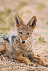 Black-backed Jackal waiting for lions to finish drinking at a water hole in the Kgalagadi Transfrontier Park, South Africa