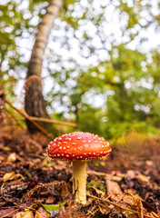 Forest Floor Mushroom