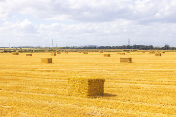 Wheat Field Hay Bail