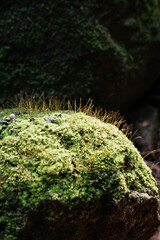 Close focus on small tree growing from rock with blurry dark background.