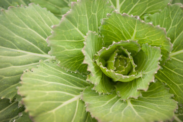 Close focus on center core of green cabbage with leaf area.