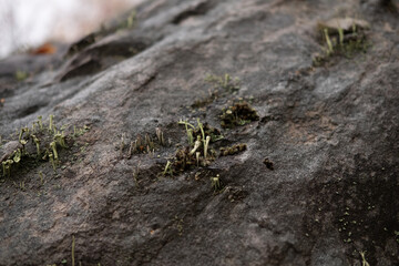 A close-up of a bushy lichen growing with moss on a rock.