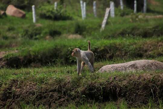 Male Rhesus Macaque Monkey Standing In Rice Fields In South India