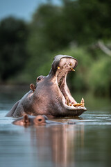 Hippopotamus in water - obrazy, fototapety, plakaty