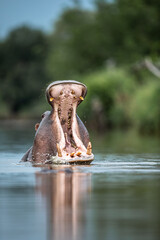 Hippopotamus showing canines 
