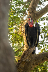 Southern Ground Hornbill