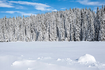Snow in the foreground with snowcovered spruce trees in the background