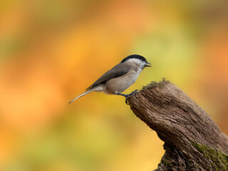 Obraz premium Marsh Tit (Poecile palustris) perching on a tree stump against diffused autumnal background - Surrey, UK in November