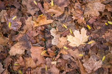 autumn leaves in the forest