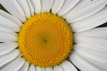 Macro Closeup of Ox-Eye Daisy - Leucanthemum vulgare