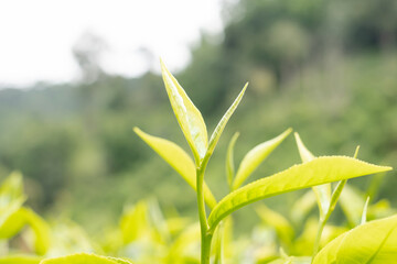 Top tea leaves, natural products, are ingredients in making beverages. Selected fresh tea leaves in tea plantations