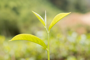 Top tea leaves, natural products, are ingredients in making beverages. Selected fresh tea leaves in tea plantations