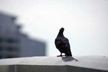 Pigeon is staying on bridge