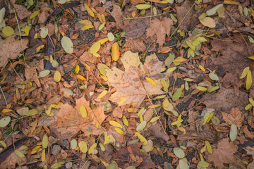 autumn leaves on the ground