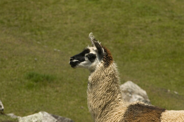 Obraz premium Machu Picchu, the lost city of the Andes, Cusco, Peru. High quality photo The new 7 wonders - Ancient Ruins.