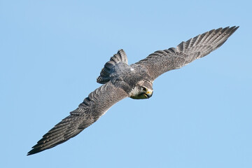 Beautiful shot of a falcon flying on a blue sky background