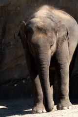 Fototapeta premium ゾウ