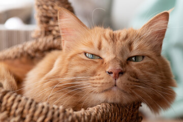 くつろぐ猫　茶トラ猫