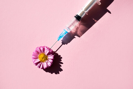 A natural pink flower and a syringe for injection casts a shadow on a pink background. View from above. The concept of cosmetic procedures.