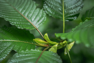 Kratom Mitragyna speciosa in thailand