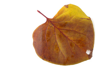 Naklejka premium Autumn lilac leaf
