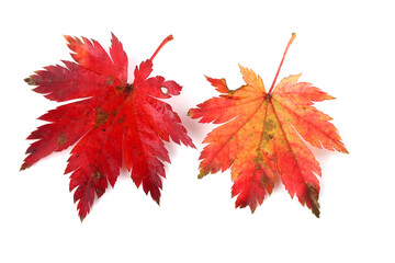 Red maple leaves
